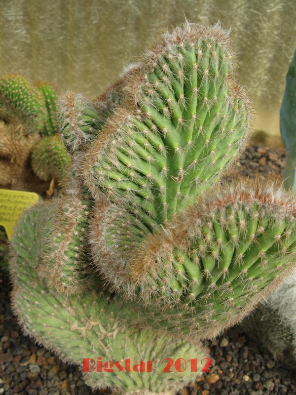 Pilosocereus gaumerii f. cristatus 