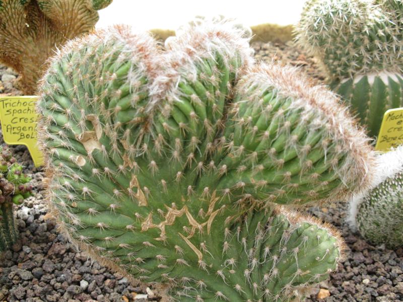 Pilosocereus gaumerii f. cristatus 