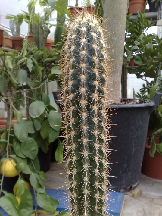 pilosocereus gounellei