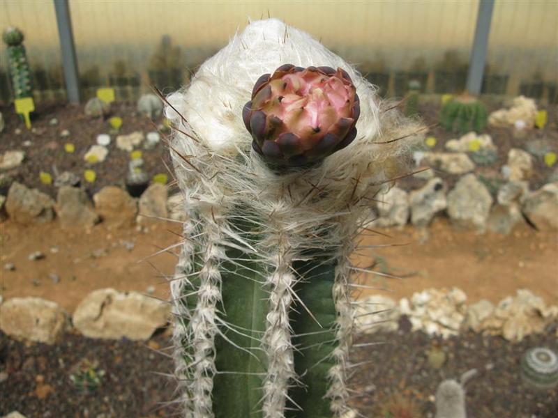 Pilosocereus palmeri 