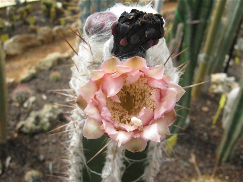 Pilosocereus palmeri 