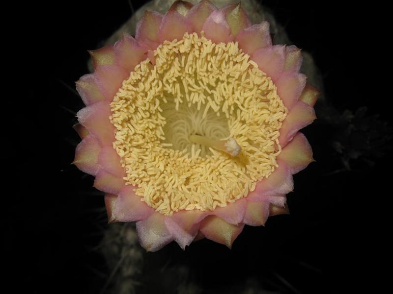 Pilosocereus palmeri 