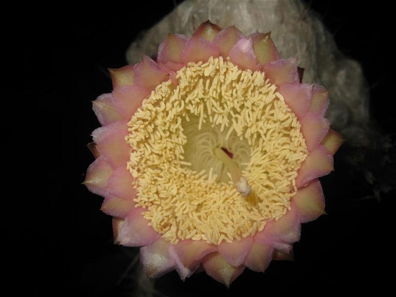 Pilosocereus palmeri 