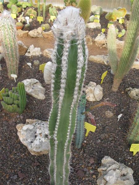 Pilosocereus palmeri 