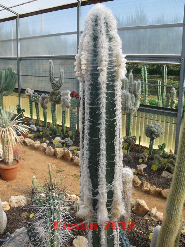 Pilosocereus palmeri 