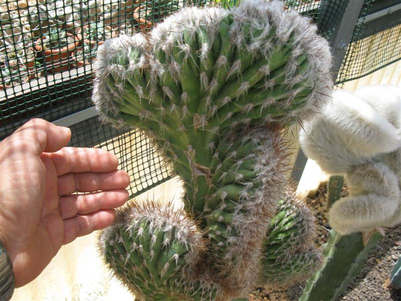 pilosocereus palmerii f. cristatus