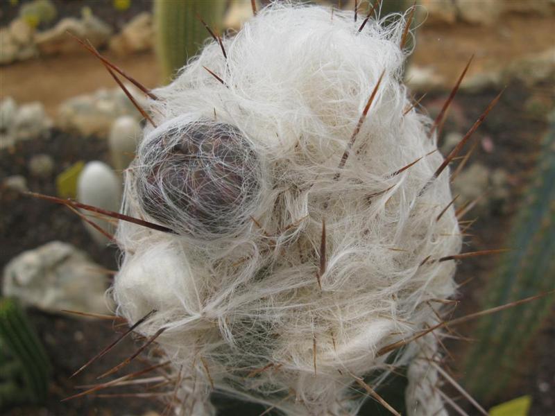 Pilosocereus palmeri 