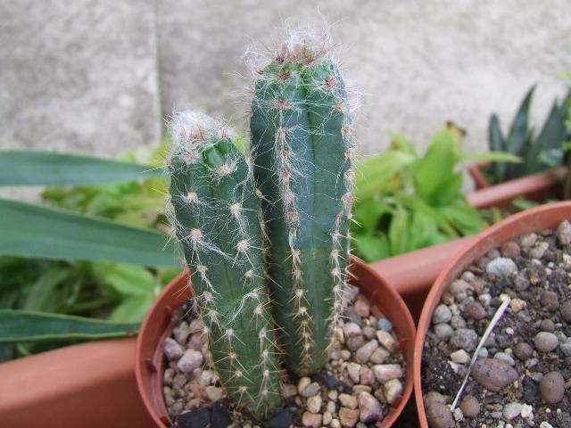 pilosocereus palmeri 