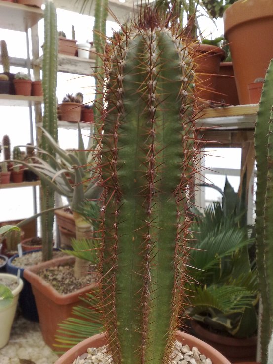 pilosocereus vilaboensis