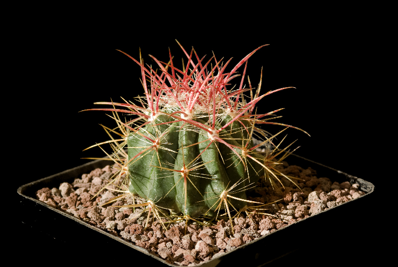 Ferocactus pilosus 