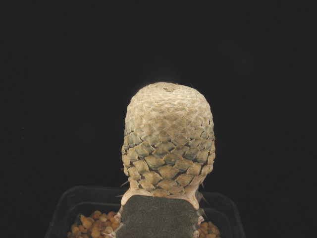 Euphorbia piscidermis 