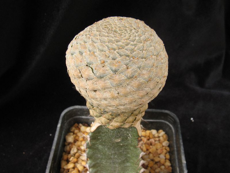 Euphorbia piscidermis 