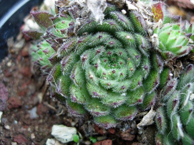 Sempervivum pittonii 