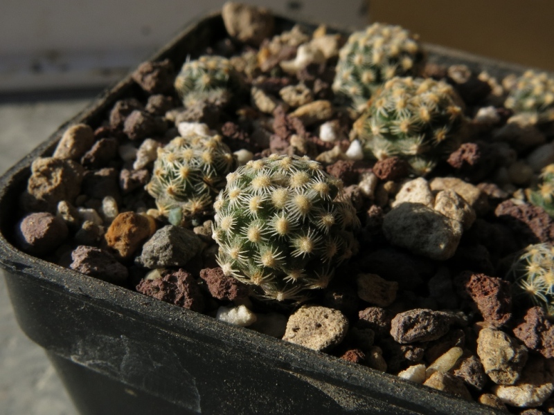 Pediocactus knowltonii 