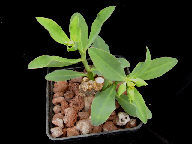 Euphorbia platycephala 