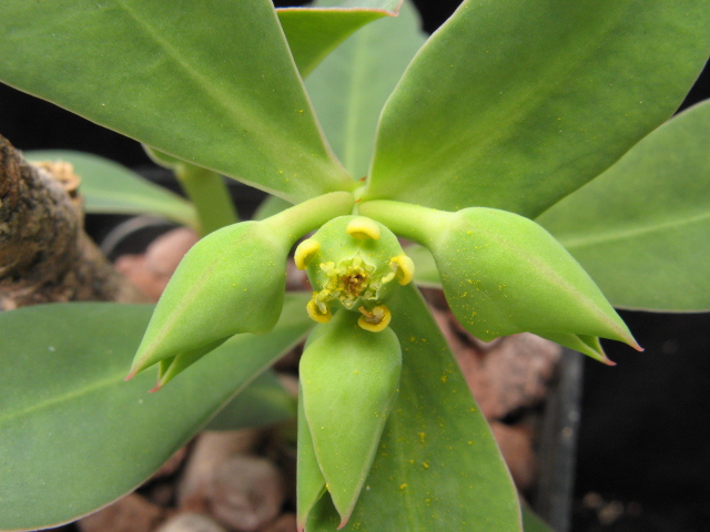 Euphorbia platycephala 