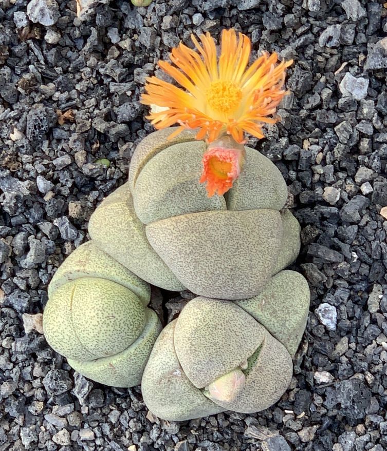 Pleiospilos nelii 