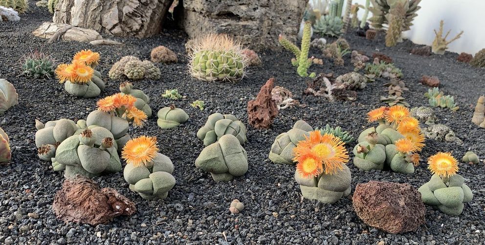 Pleiospilos nelii 