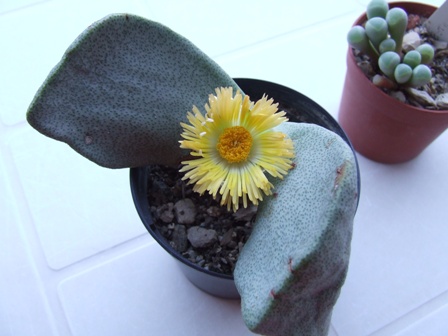 Pleilospilos bolusi 368-08