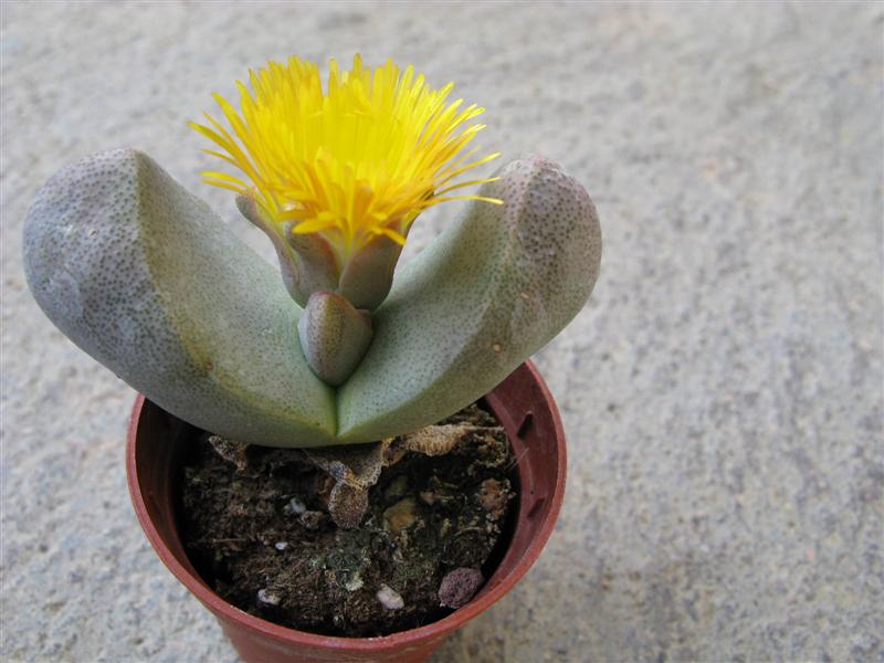 Pleiospilos bolusii 