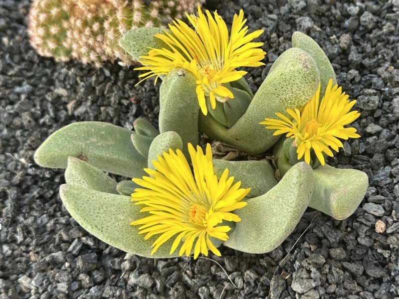 Pleiospilos compactus 