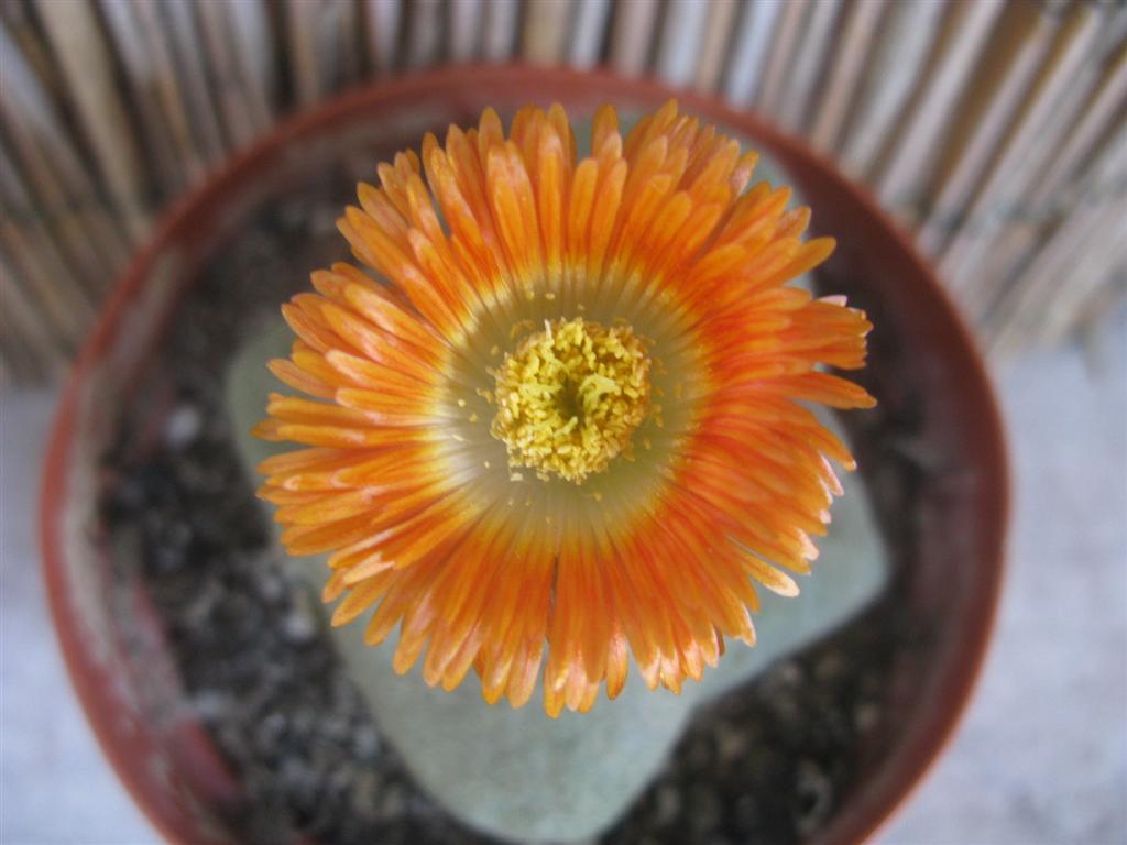 Pleiospilos nelii 