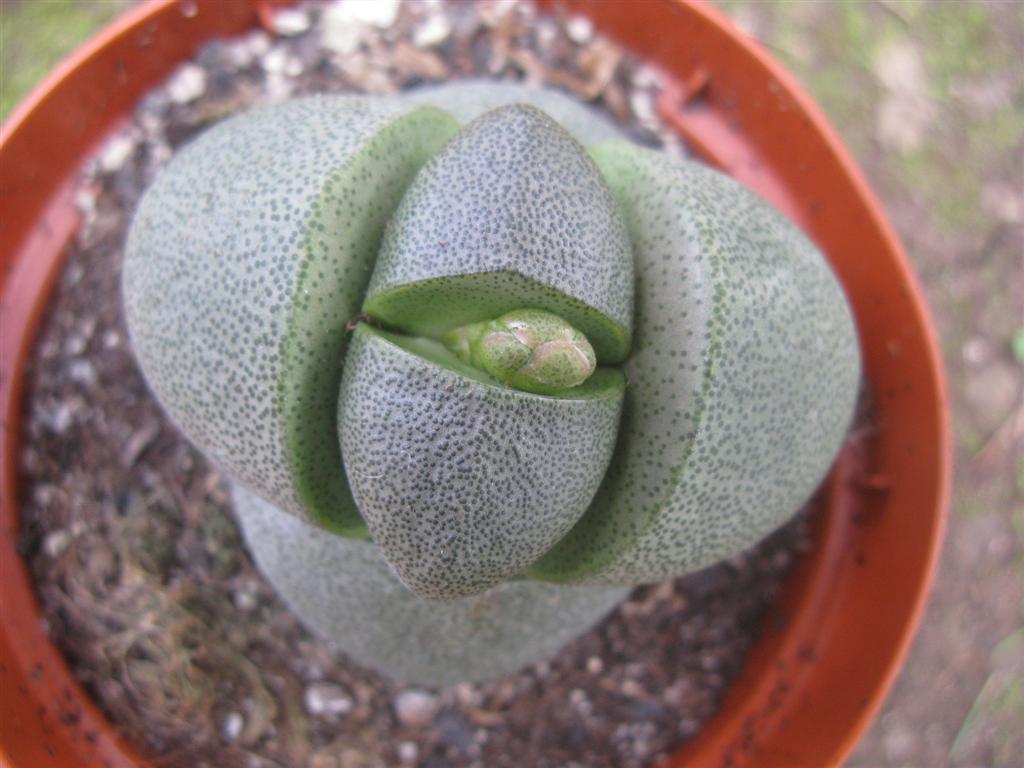 Pleiospilos nelii 