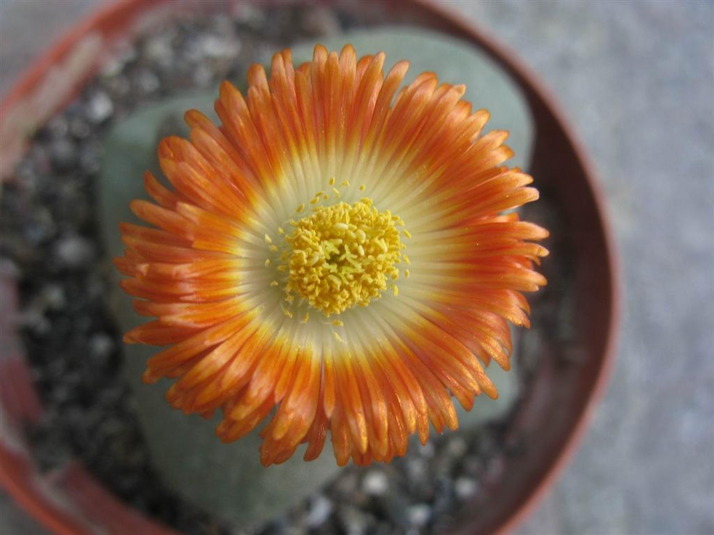 Pleiospilos nelii 