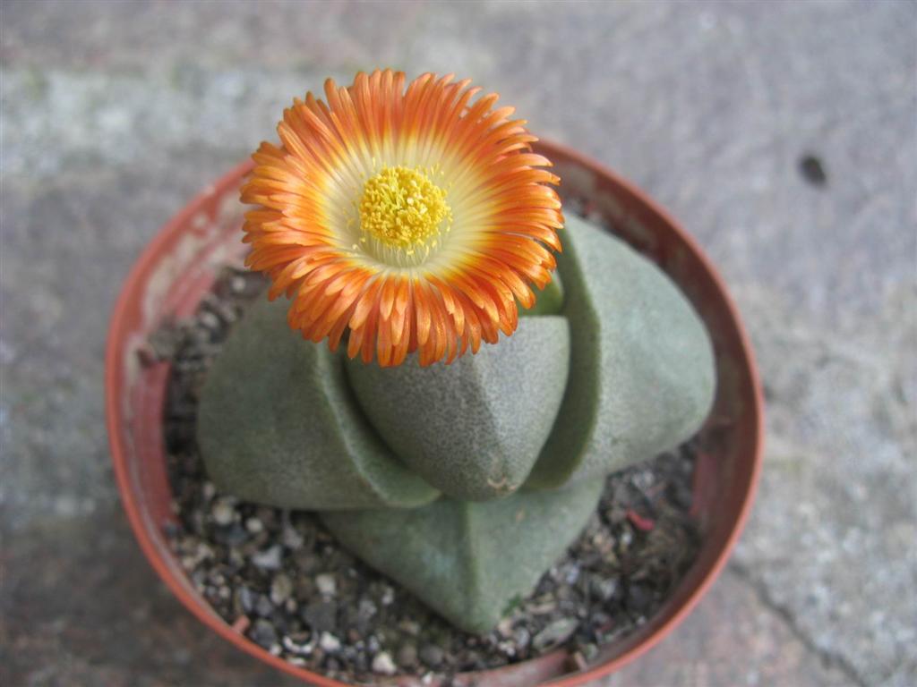 Pleiospilos nelii 