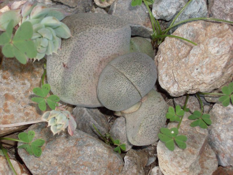 Pleiospilos nelii 