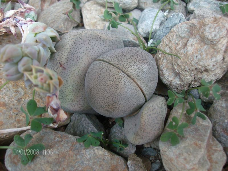 Pleiospilos nelii 