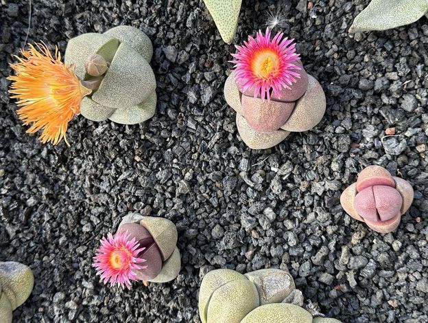 Pleiospilos nellii cv. royal flush 