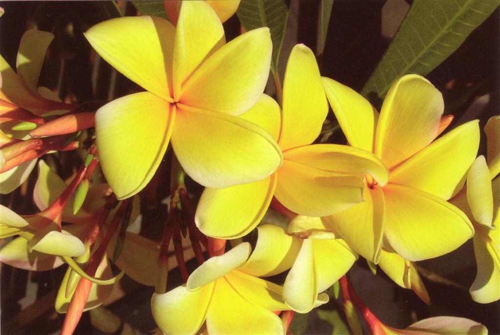 Plumeria rubra cv. aztec gold 