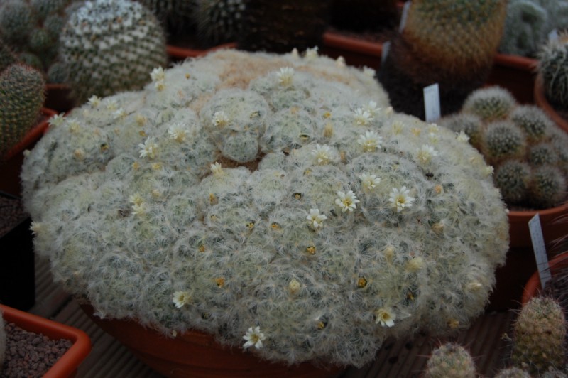 Mammillaria plumosa 