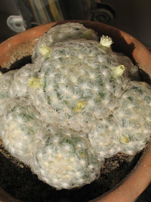 Mammillaria plumosa 