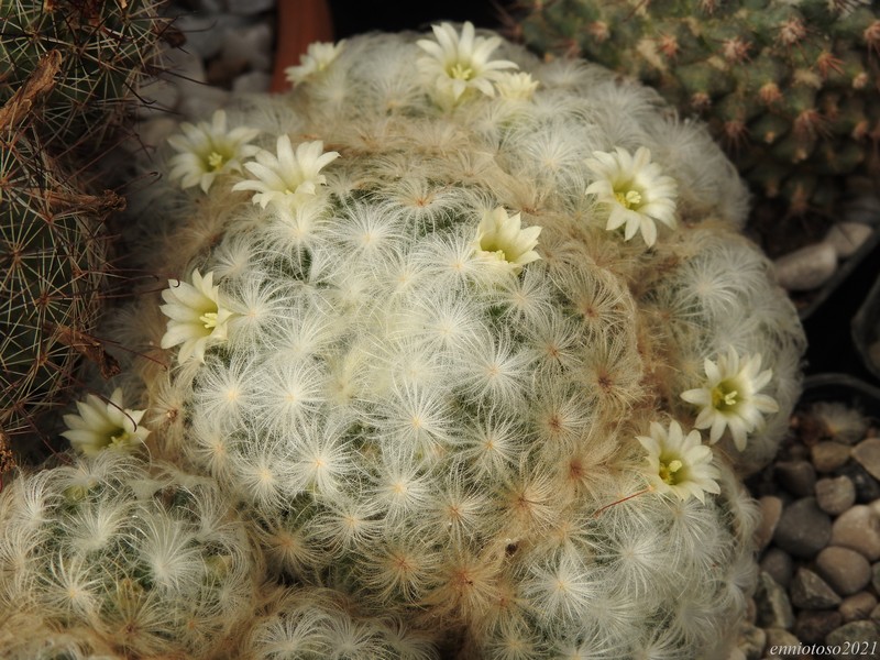 Mammillaria plumosa mk 35.307