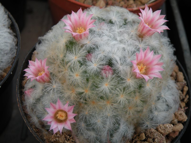 Mammillaria plumosa 