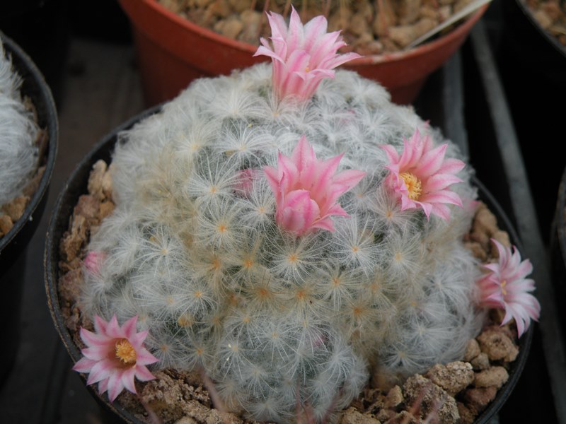 Mammillaria plumosa cv. rosa blute 