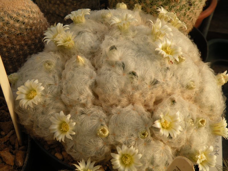 Mammillaria plumosa 