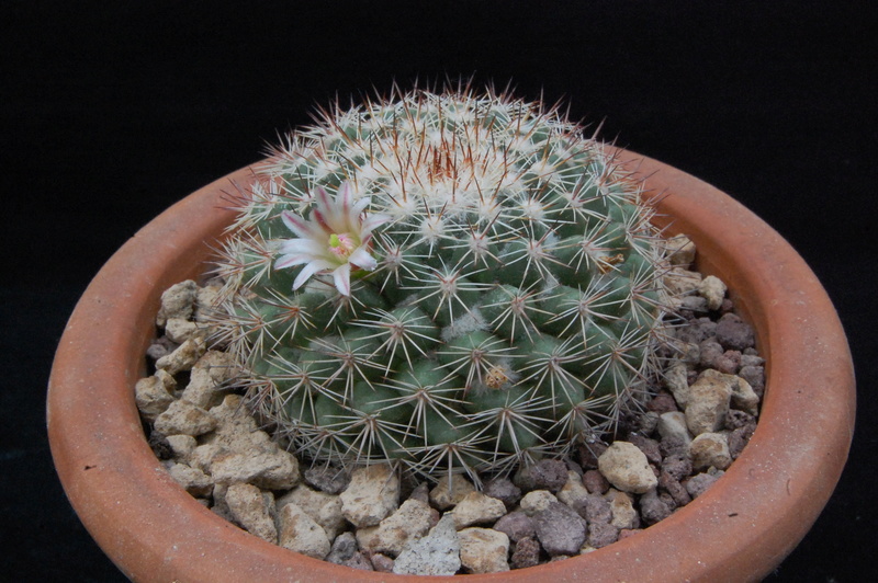 Mammillaria standleyi PN 329