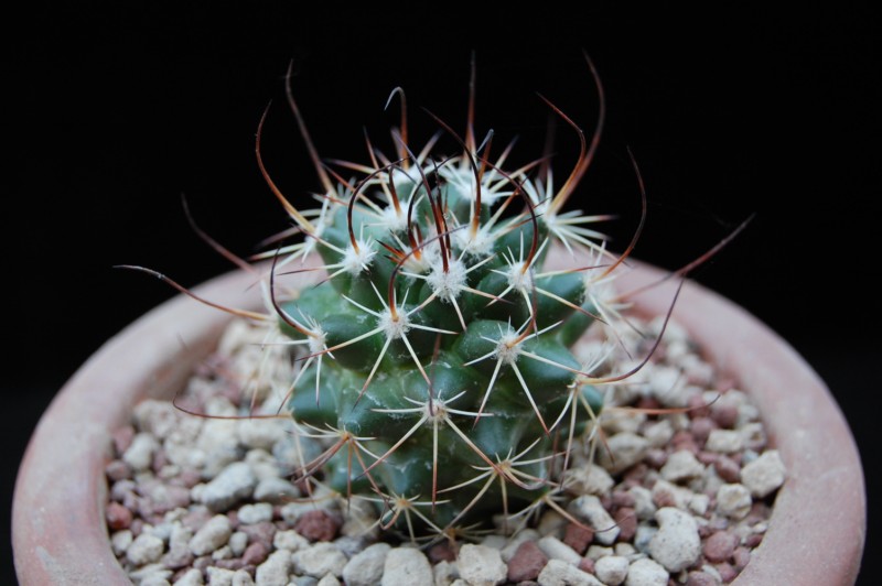 Mammillaria aff. papasquiarensis PN 501