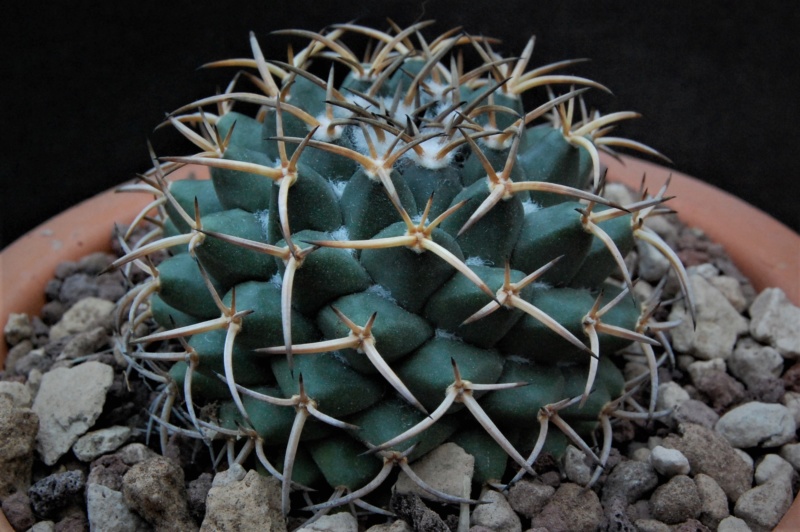 Mammillaria magnimamma PN 085