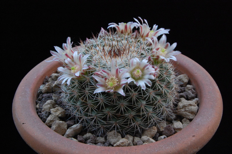 Mammillaria standleyi PN 329