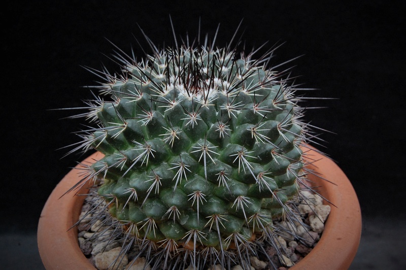 Mammillaria canelensis PN 319