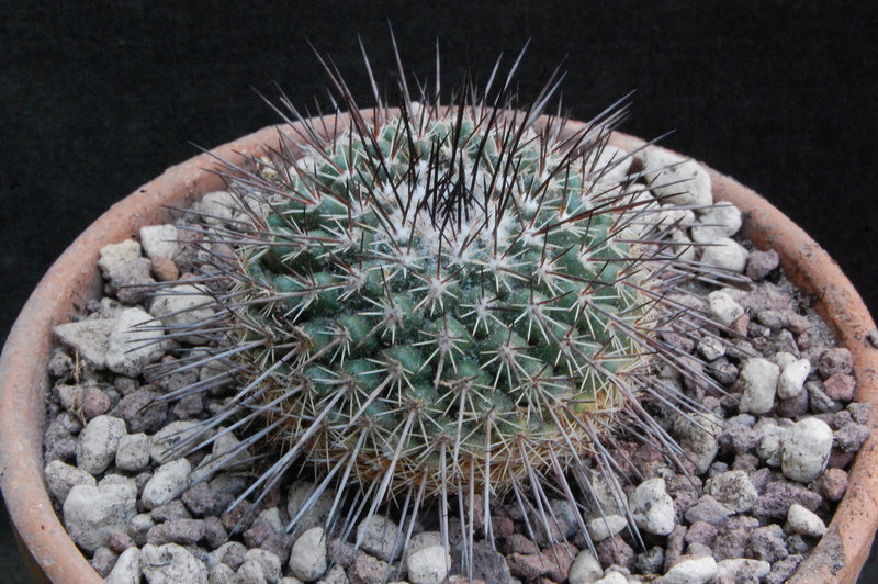 Mammillaria canelensis PN 319