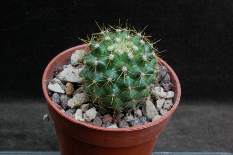 Mammillaria marksiana PN 562