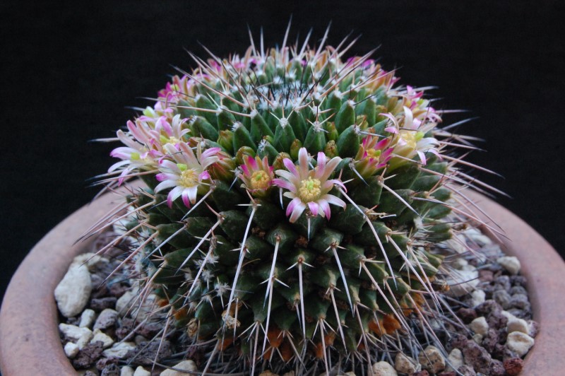 Mammillaria carnea PN 80
