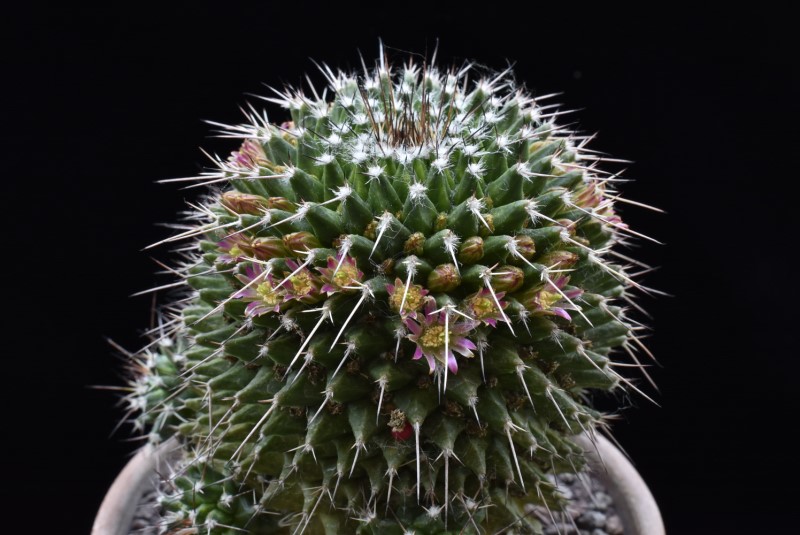 Mammillaria carnea PN 80