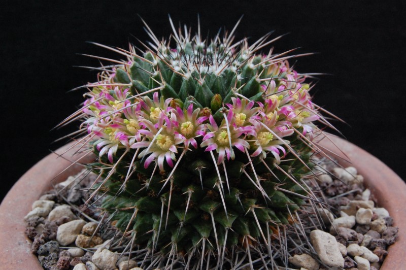 Mammillaria carnea PN 80