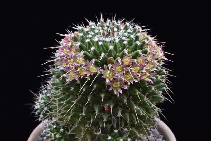 Mammillaria carnea PN 80